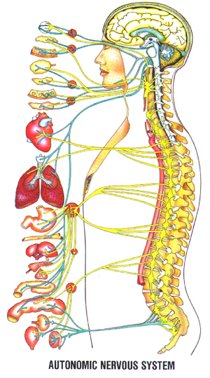 autonomic